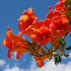 trumpet flower, blossom, bloom-1521462.jpg